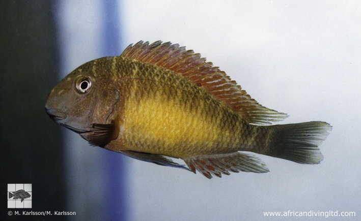 Tropheus moorii 'Kapere'